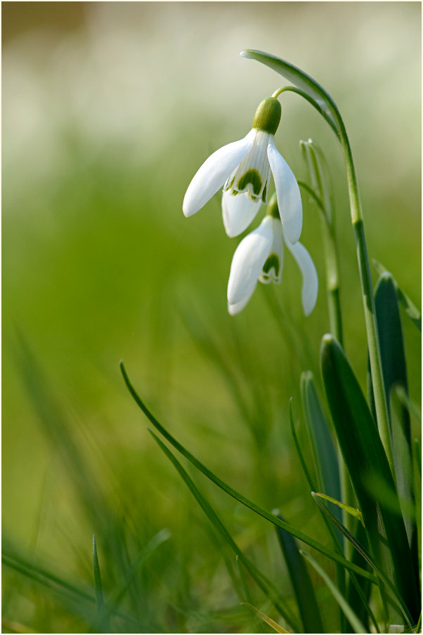 Schneeglöckchen (Galanthus nivalis)
