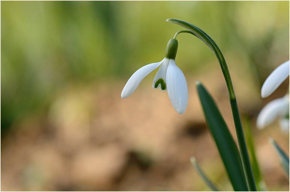 Schneeglöckchen (Galanthus nivalis)