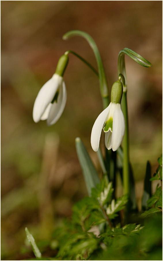 Schneeglöckchen (Galanthus nivalis)