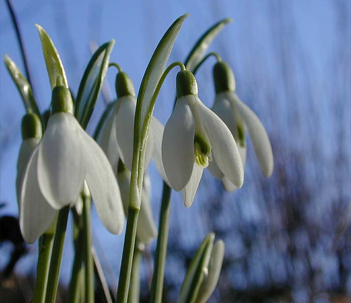 Schneeglöckchen (Galanthus nivalis)