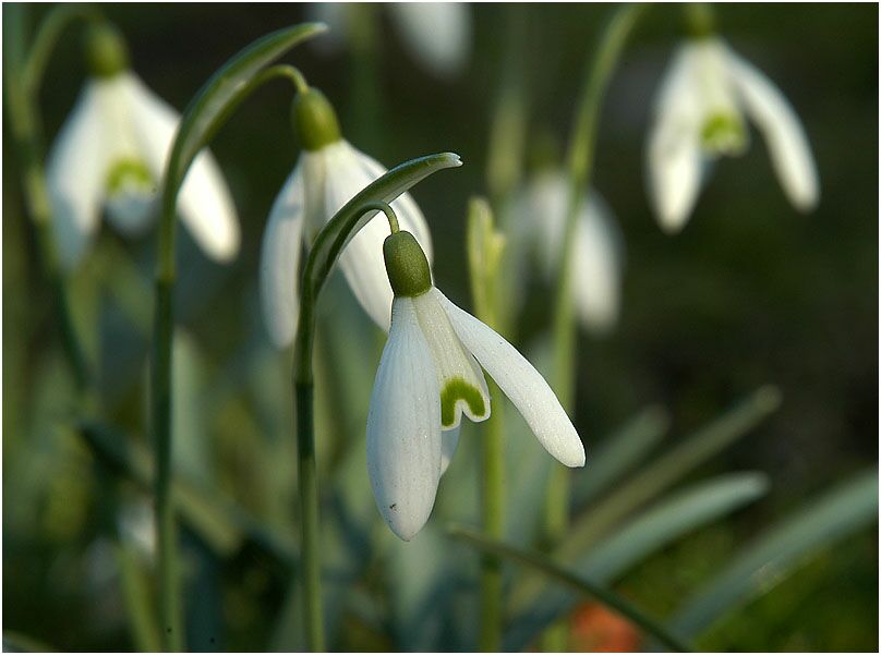 Schneeglöckchen (Galanthus nivalis)