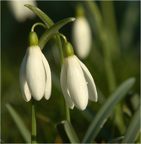 Schneeglöckchen (Galanthus nivalis)