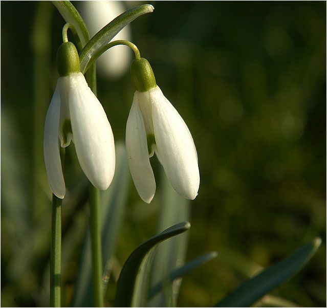 Schneeglöckchen (Galanthus nivalis)