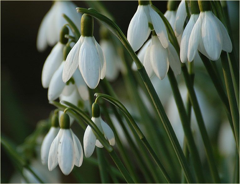Schneeglöckchen (Galanthus nivalis)
