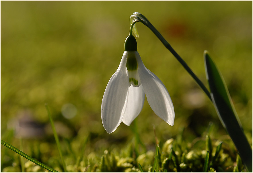 Schneeglöckchen (Galanthus nivalis)