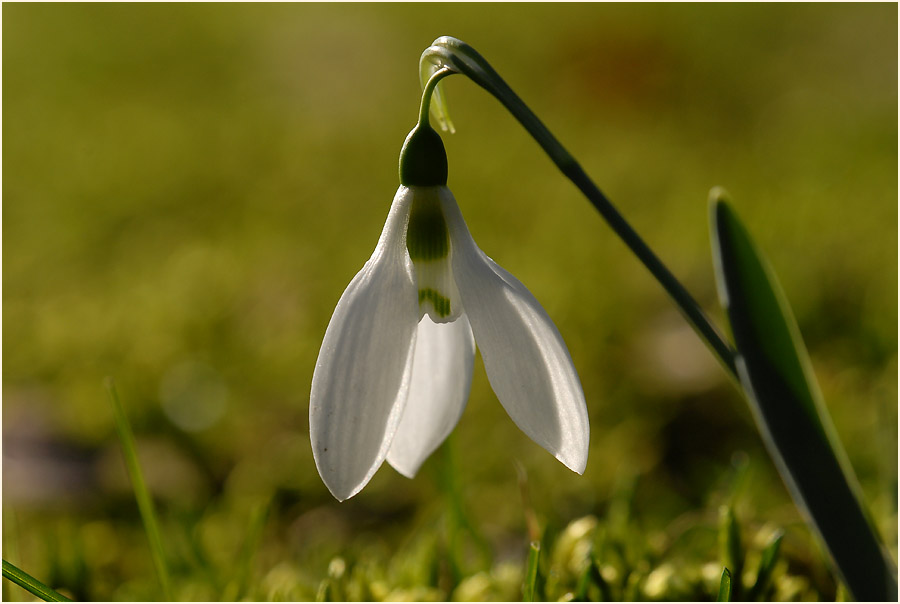 Schneeglöckchen (Galanthus nivalis)