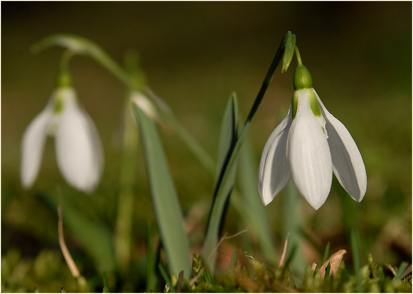 Schneeglöckchen (Galanthus nivalis)