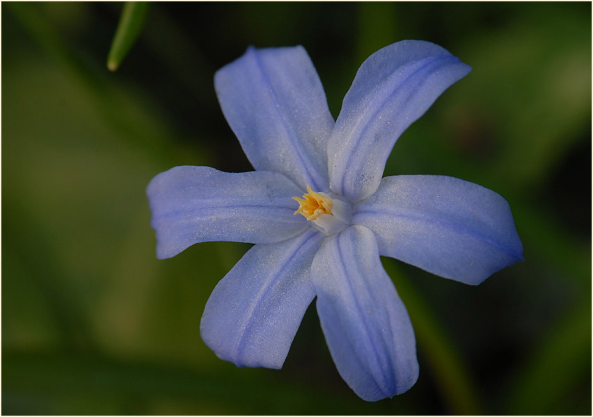 Schneestolz (Chionodoxa gigantea)