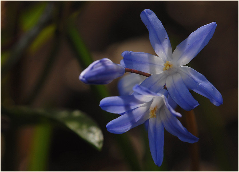 Schneestolz (Chionodoxa gigantea)