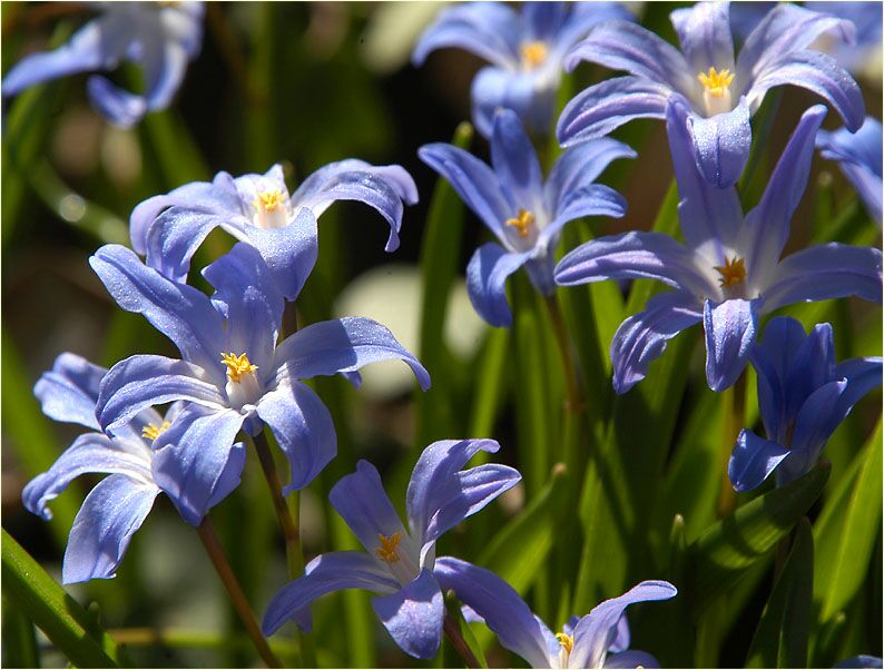 Schneestolz (Chionodoxa gigantea)