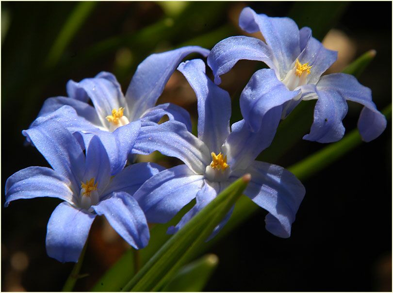 Schneestolz (Chionodoxa gigantea)