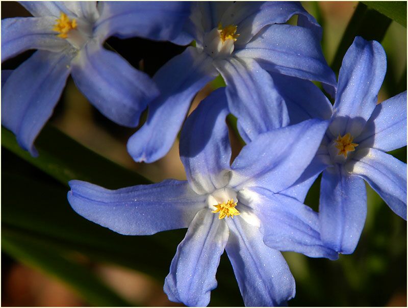 Schneestolz (Chionodoxa gigantea)