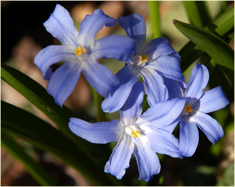 Schneestolz (Chionodoxa gigantea)