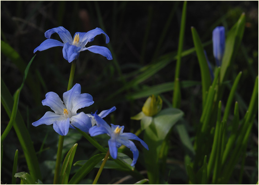 Schneestolz (Chionodoxa gigantea)