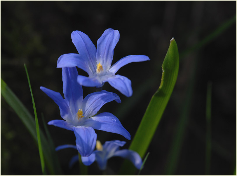 Schneestolz (Chionodoxa gigantea)