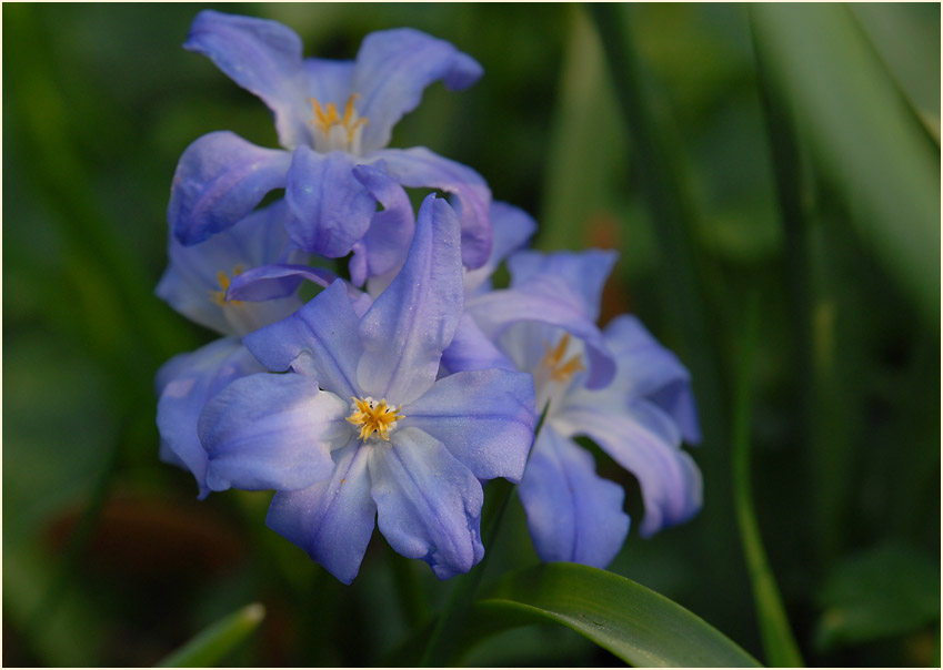 Schneestolz (Chionodoxa gigantea)