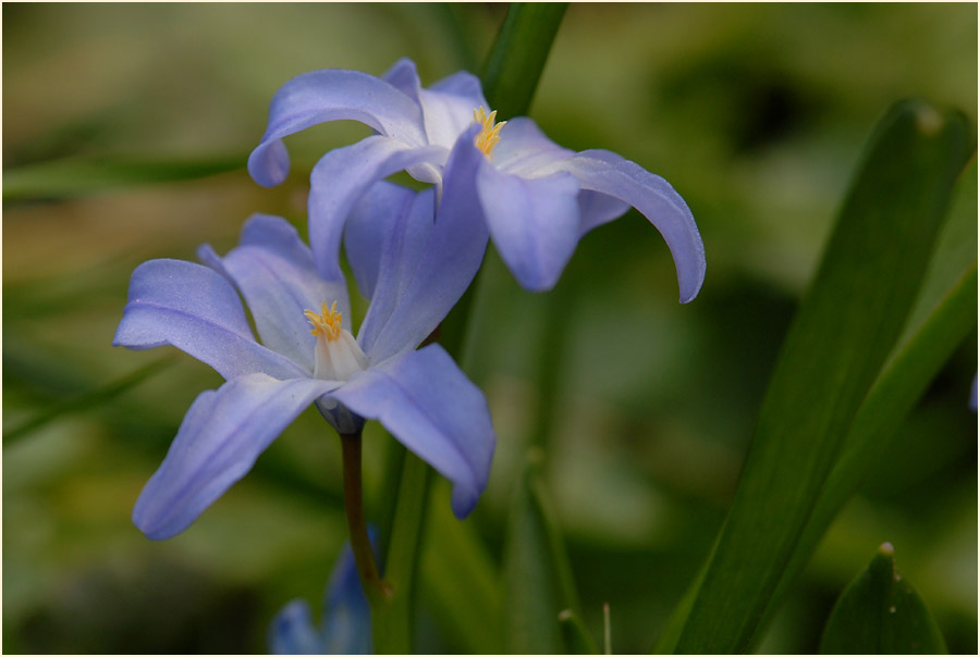 Schneestolz (Chionodoxa gigantea)