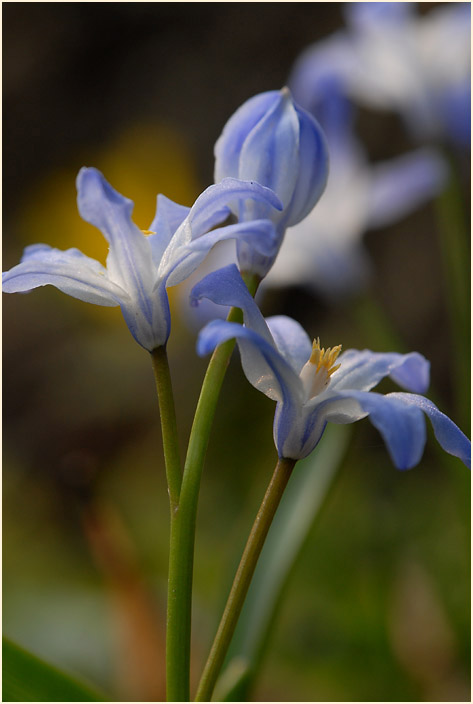 Schneestolz (Chionodoxa gigantea)