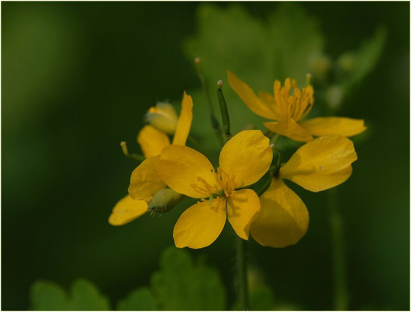 Schöllkraut (Chelidonium majus)