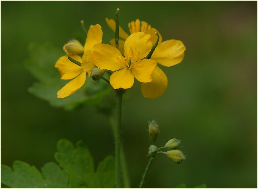 Schöllkraut (Chelidonium majus)