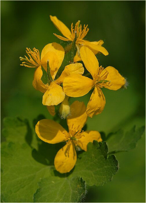 Schöllkraut (Chelidonium majus)