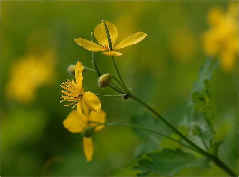 Schöllkraut (Chelidonium majus)