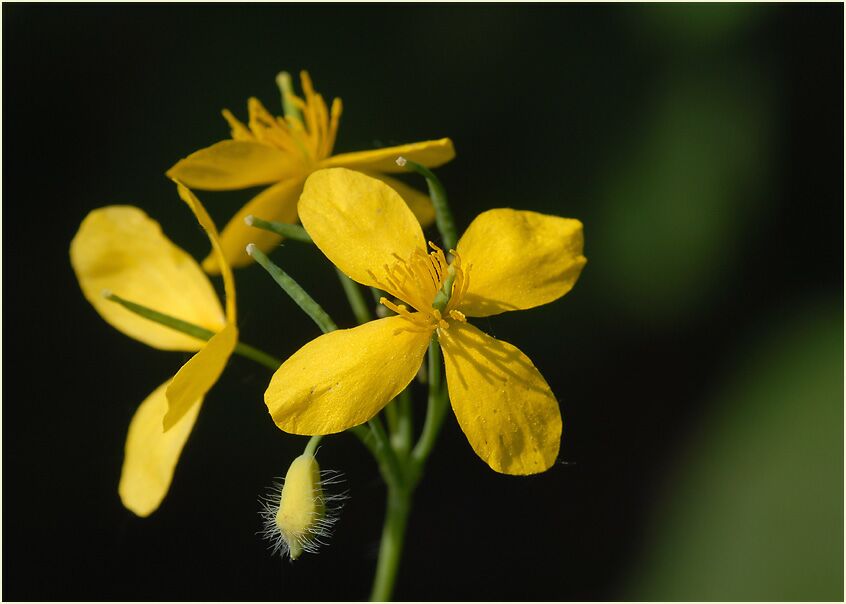 Schöllkraut (Chelidonium majus)