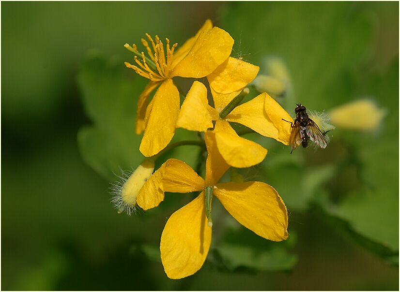 Schöllkraut (Chelidonium majus)