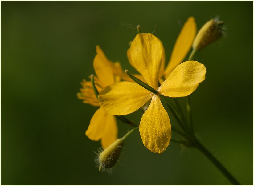 Schöllkraut (Chelidonium majus)