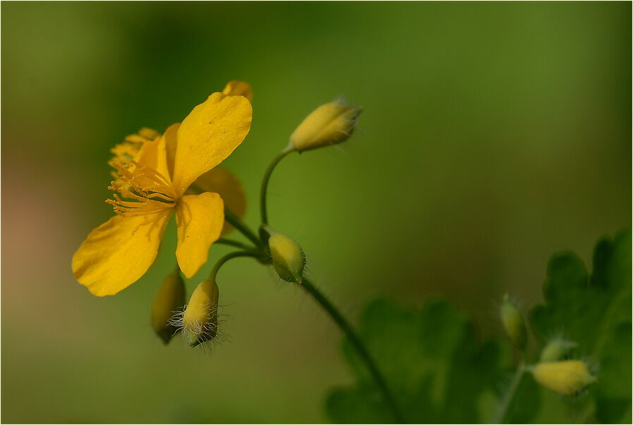 Schöllkraut (Chelidonium majus)