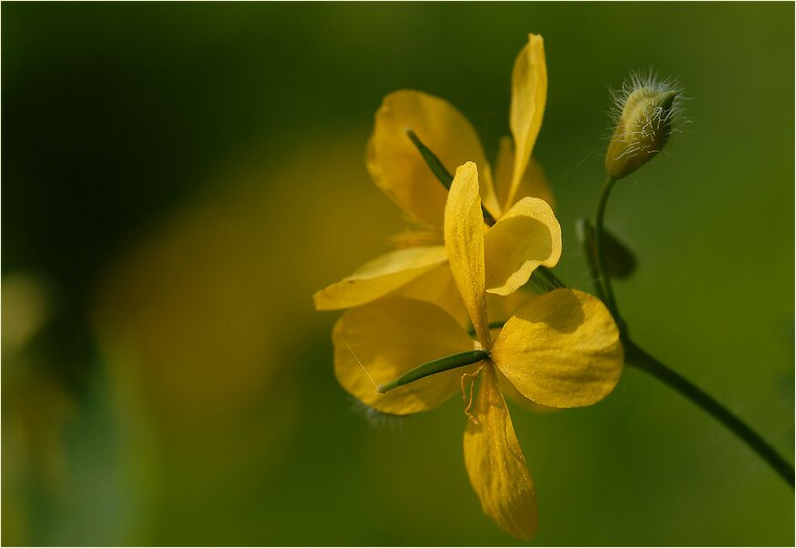 Schöllkraut (Chelidonium majus)