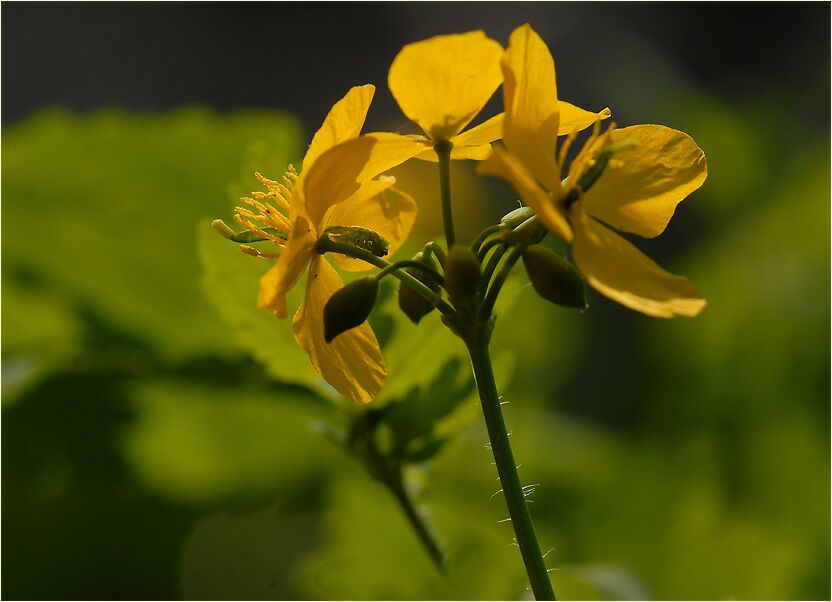 Schöllkraut (Chelidonium majus)