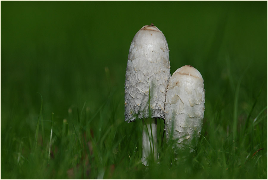 Schopftintling (Coprinus comatus)