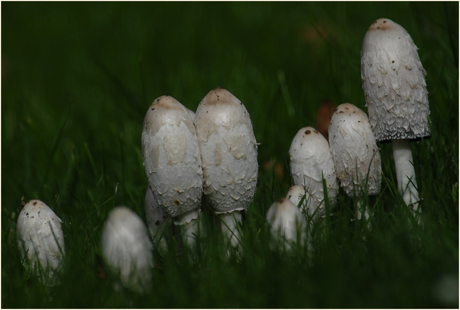 Schopftintling (Coprinus comatus)