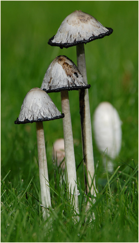 Schopftintling (Coprinus comatus)