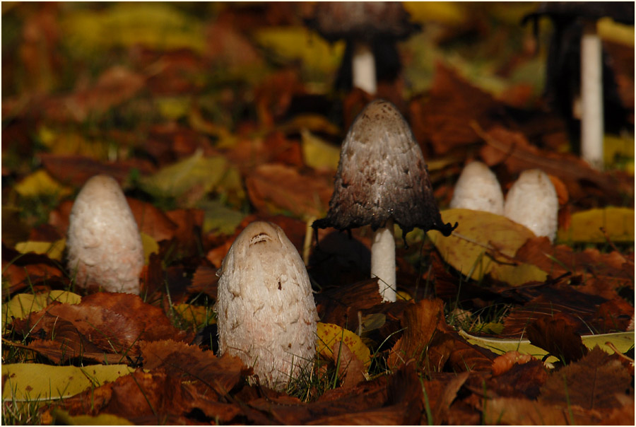 Schopftintling (Coprinus comatus)