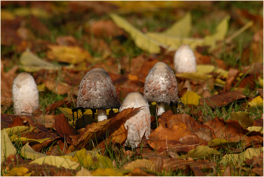 Schopftintling (Coprinus comatus)