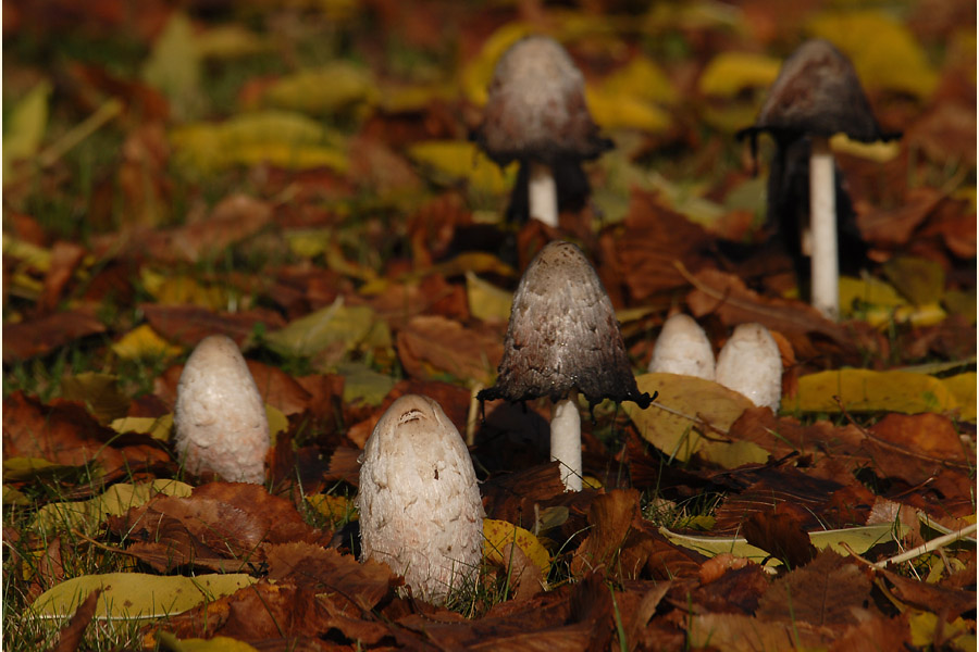 Schopftintling (Coprinus comatus)