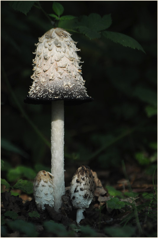 Schopftintling (Coprinus comatus)