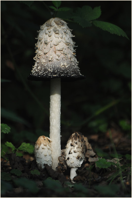 Schopftintling (Coprinus comatus)