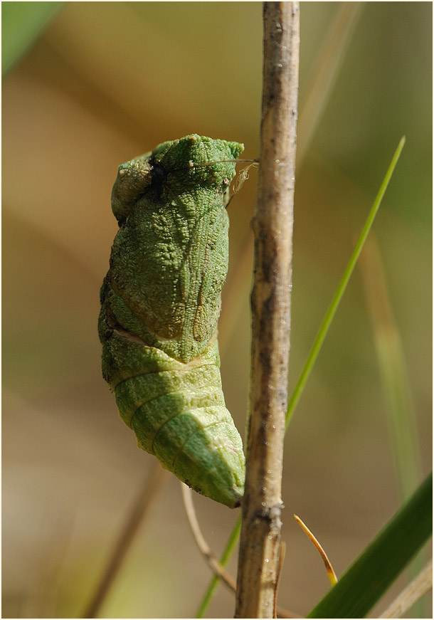 Puppe Schwalbenschwanz