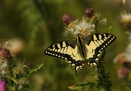 Hier geht es zum Schmetterling
