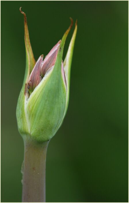 Schwanenblume (Butomus umbellatus)