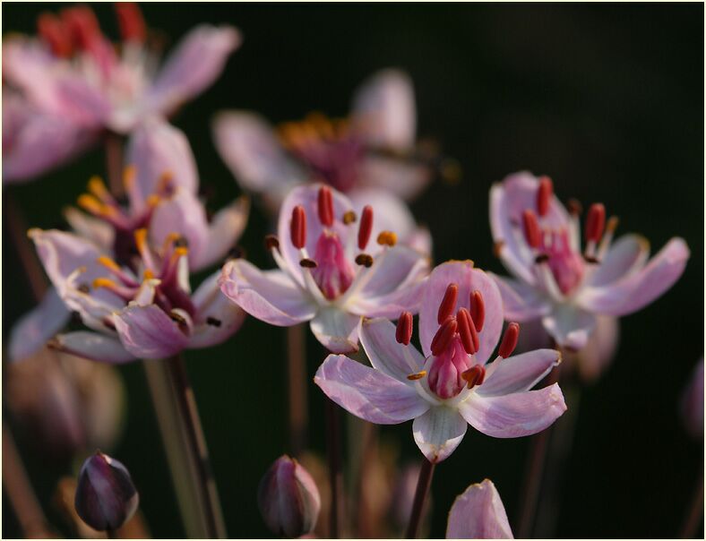 Schwanenblume (Butomus umbellatus)