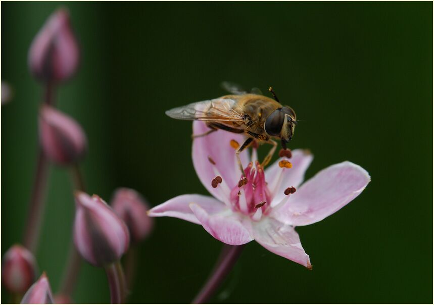 Schwanenblume (Butomus umbellatus)