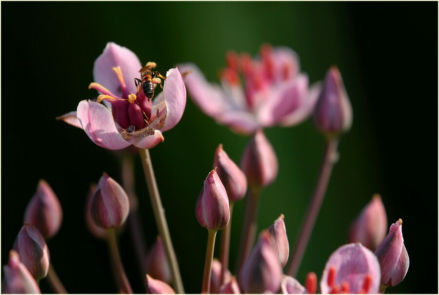 Schwanenblume (Butomus umbellatus)