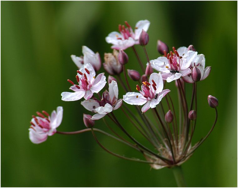 Schwanenblume (Butomus umbellatus)