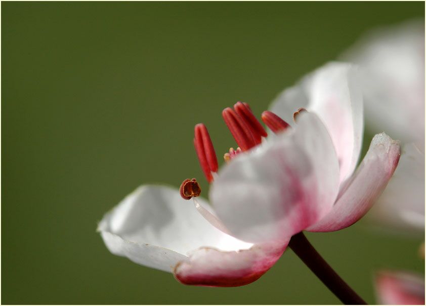 Schwanenblume (Butomus umbellatus)