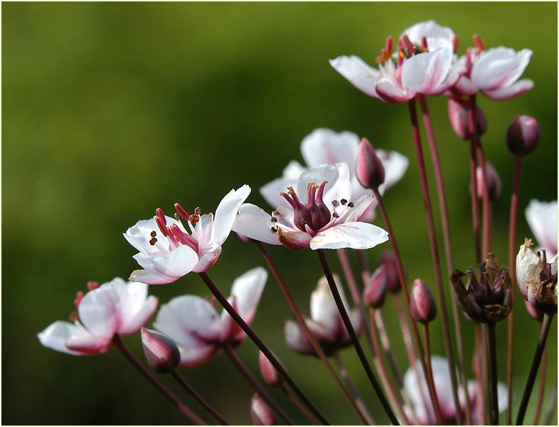 Schwanenblume (Butomus umbellatus)