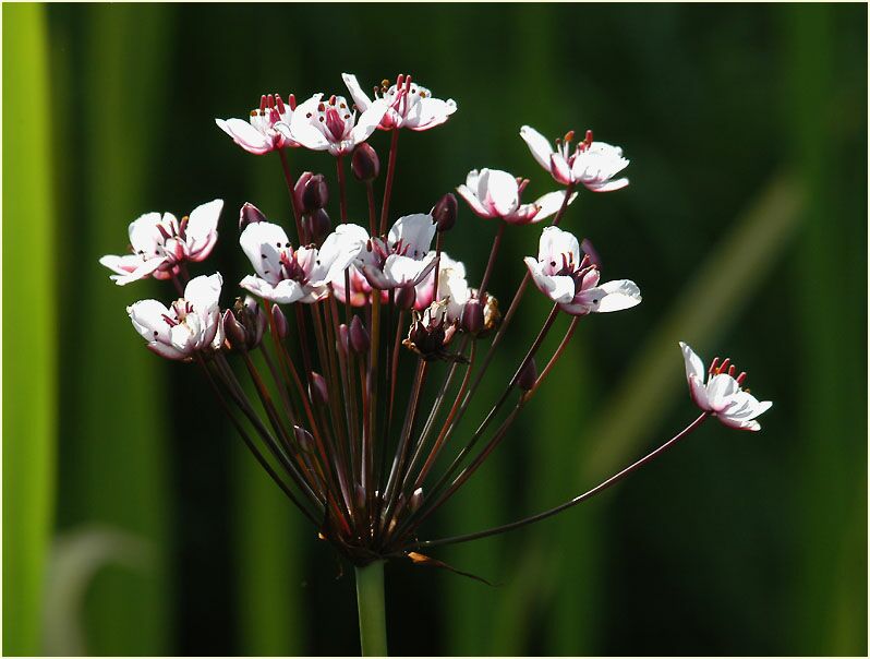 Schwanenblume (Butomus umbellatus)